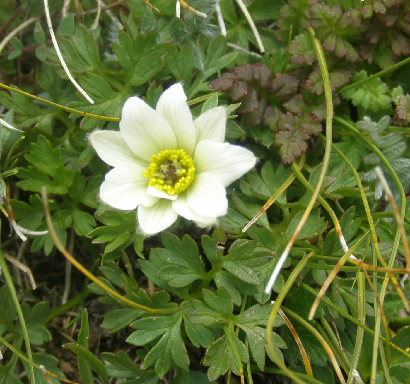 Anemone baldensis?